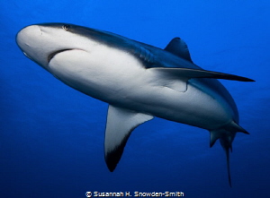 "Fly-By"

Caribbean reef shark on Grand Cayman. by Susannah H. Snowden-Smith 
